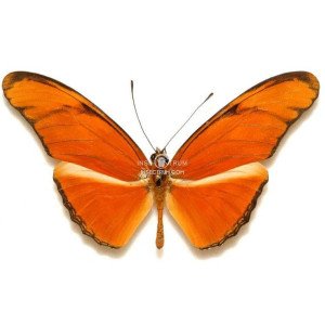 DRYAS IULIA MODERATA